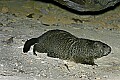 _MG_0211 groundhog.jpg