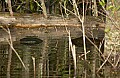 DSC_0680 beaver tail.jpg