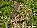 DSC_2407 squirrel.jpg