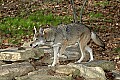 DSC_2748 red wolf.jpg