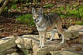 DSC_2749 red wolf.jpg