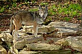 DSC_2763 red wolf.jpg