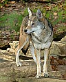 DSC_2764 red wolf.jpg