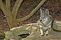 DSC_2770 red wolf.jpg