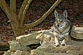 DSC_2771 red wolf.jpg