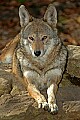 DSC_2786 red wolf.jpg