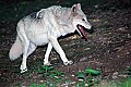 DSC_2794 feamle timber wolf.jpg