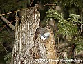 DSC_6698 squirrel in tree top.jpg