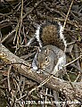 DSC_6728 squirrel eating lichen.jpg