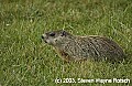 DSC_7975 groundhog.jpg