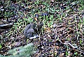 snowshoe hare 2.jpg