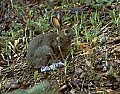 snowshoe hare.jpg