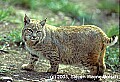 WVMAG016--bobcat.jpg