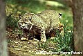 WVMAG017-bobcat.jpg