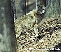 WVMAG018-wolf.jpg