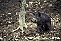 WVMAG032 wild pig land denuded.jpg