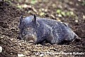 WVMAG034 wild pig resting.jpg