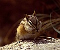 WVMAG0420 CHIPMUNK.jpg