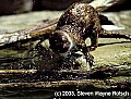 WVMAG0423 River Otter.jpg