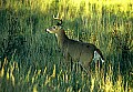 WVMAG142 8 point buck, sunset.jpg