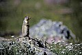 WVMAG183 columbian ground squirrel.jpg