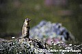 WVMAG185 columbian ground squirrel.jpg