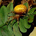 10351-00102 Marbled Orb Weaver.jpg