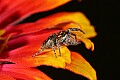 _MG_1960 metaphid jumping spider.jpg