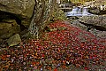 _MG_3277 babcock state park-glade creek.jpg