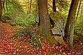 _MG_6699 Tree growing through boulders at Babcock State Park.jpg