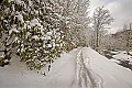 _MG_9629 Babcock State Park - road to the cabins beind the Glade Creek Grist Mill in the snow.jpg