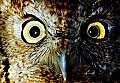 10567-00309 Screech Owl Night and Day.jpg