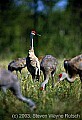 3x5 Sandhill Crane (sentinel).jpg