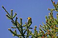 _MG_1509 common yellowthroat warbler.jpg
