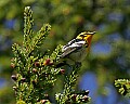 _MG_1532 common yellowthroat warbler.jpg