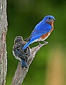 _MG_1713 bluebird and chick.jpg