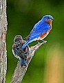 _MG_1713 male bluebird and chick on branch.jpg
