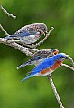 _MG_1722 bluebird with chicks 13x19.jpg