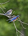 _MG_1723 bluebird and two chick.jpg