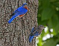 _MG_1726 male bluebird and chick on treetrunk.jpg