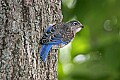 _MG_1728 immature bluebird.jpg