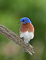 _MG_1733 bluebird on branch.jpg