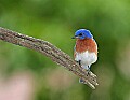 _MG_1733 male bluebird.jpg