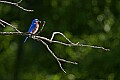 _MG_1956 bluebird with insect.jpg