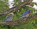 _MG_1998 immature and parent bluebirds.jpg