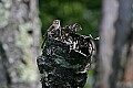 _MG_2192 song sparrow singing.jpg