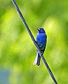 _MG_2466 male indigo bunting.jpg