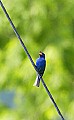 _MG_2480 male indigo bunting singing.jpg