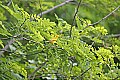 _MG_3229 yellow warbler.jpg