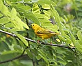 _MG_3231 8x10 yellow warbler.jpg